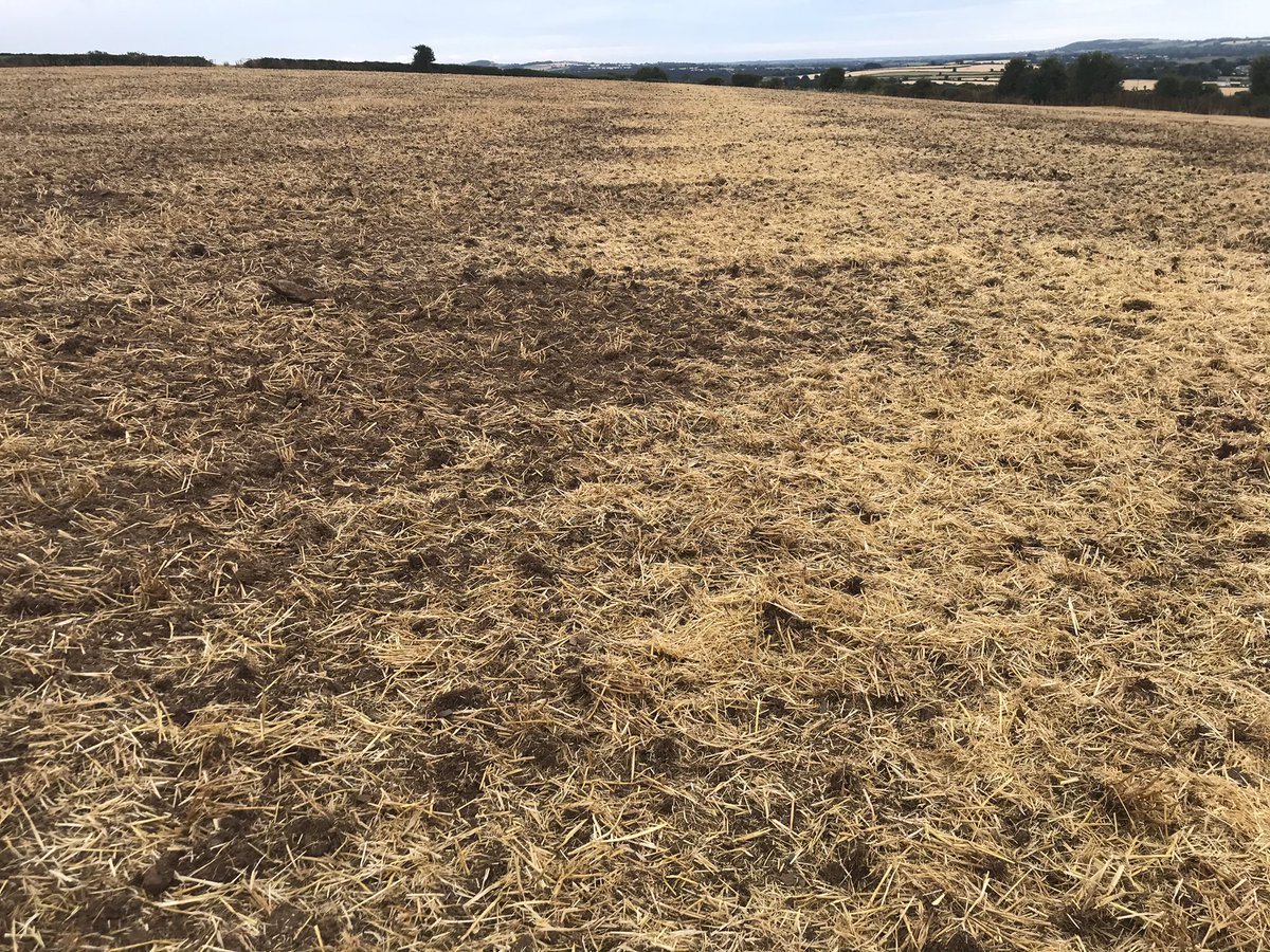 eoinlyons21's tweet photo. Drilling a cover crop farm trial today on @johncrowleyjc farm as part of @TeagascSignpost programme. Trial will assess performance of various cover crop species where straw has been chopped versus removed and also where slurry has been applied versus not applied https://t.co/sZGLT96YQg