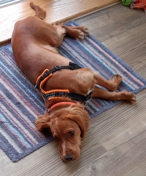 millypod1's tweet photo. ARCHIE HOME SAFE. THANKS FOR RT's πππΎ
π26 JULY 2022 #Lost #ScanMe #Tagged
YOUNG Cocker Spaniel Male
Heath Warren Wood on Three Castles Path
(grid ref SU 776 603) Last seen heading in to scrubby undergrowth #RG27
nr #A327 #Eversley #Hook #Hampshire
https://t.co/dSQDUJD64O https://t.co/011J7XVln1