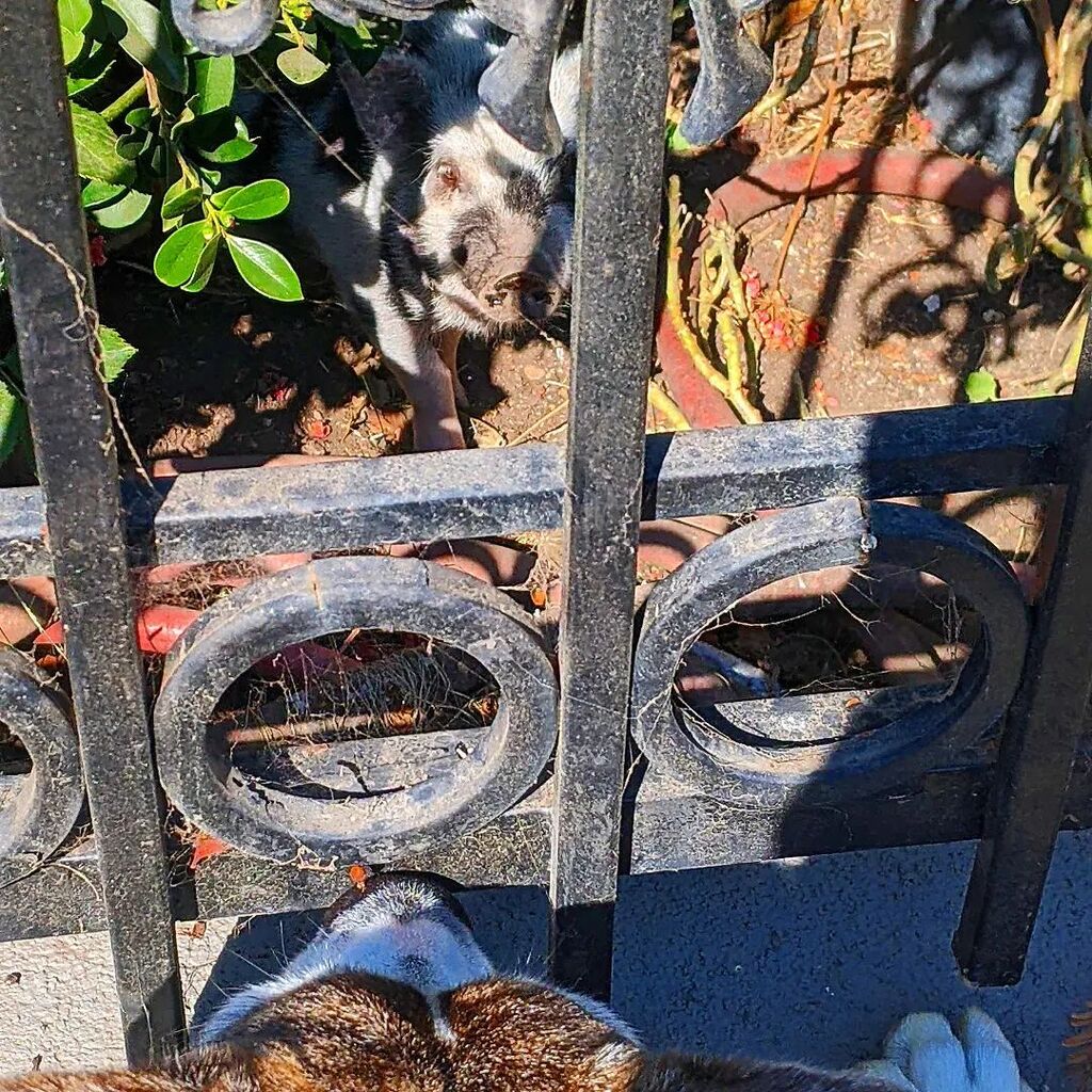 iamnotlefthandd's tweet photo. Walking the dog is a great time to listen to early mixes, it's good to hear songs in a fresh environment to get a new perspective. Did not expect that we'd be interrupted by this little guy!

#dogandpig #meetcute #pig #pigsofinstagram #dogsmeeting https://t.co/UICARjzJy8