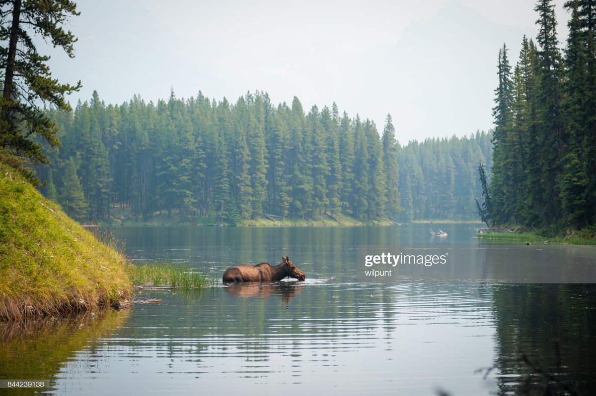 Johnny0997's tweet image. Přírodu nikdy nenahradíš 🌿🦌🐾 #Nature #WorldNatureConservationDay #SaveTheEcosystem