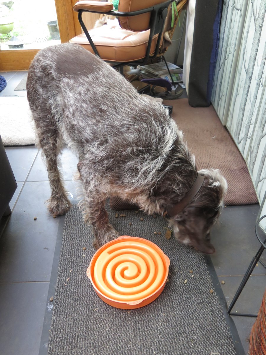 Kenta solves the problem of the slow feeder bowl.