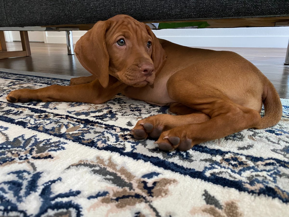 This is Pepper, our 9 week old Vizsla ♥️
Future trail buddy and dissertation partner.