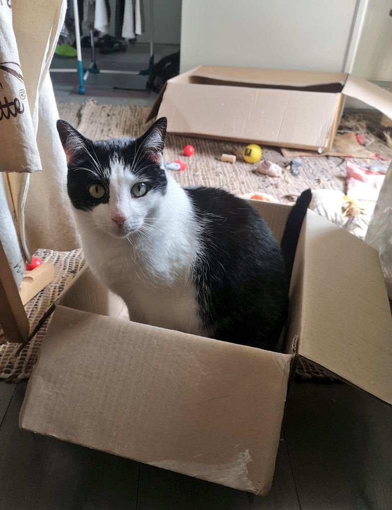 tiny_cat1's tweet image. Toujours la pour protéger ma #ZADCarton