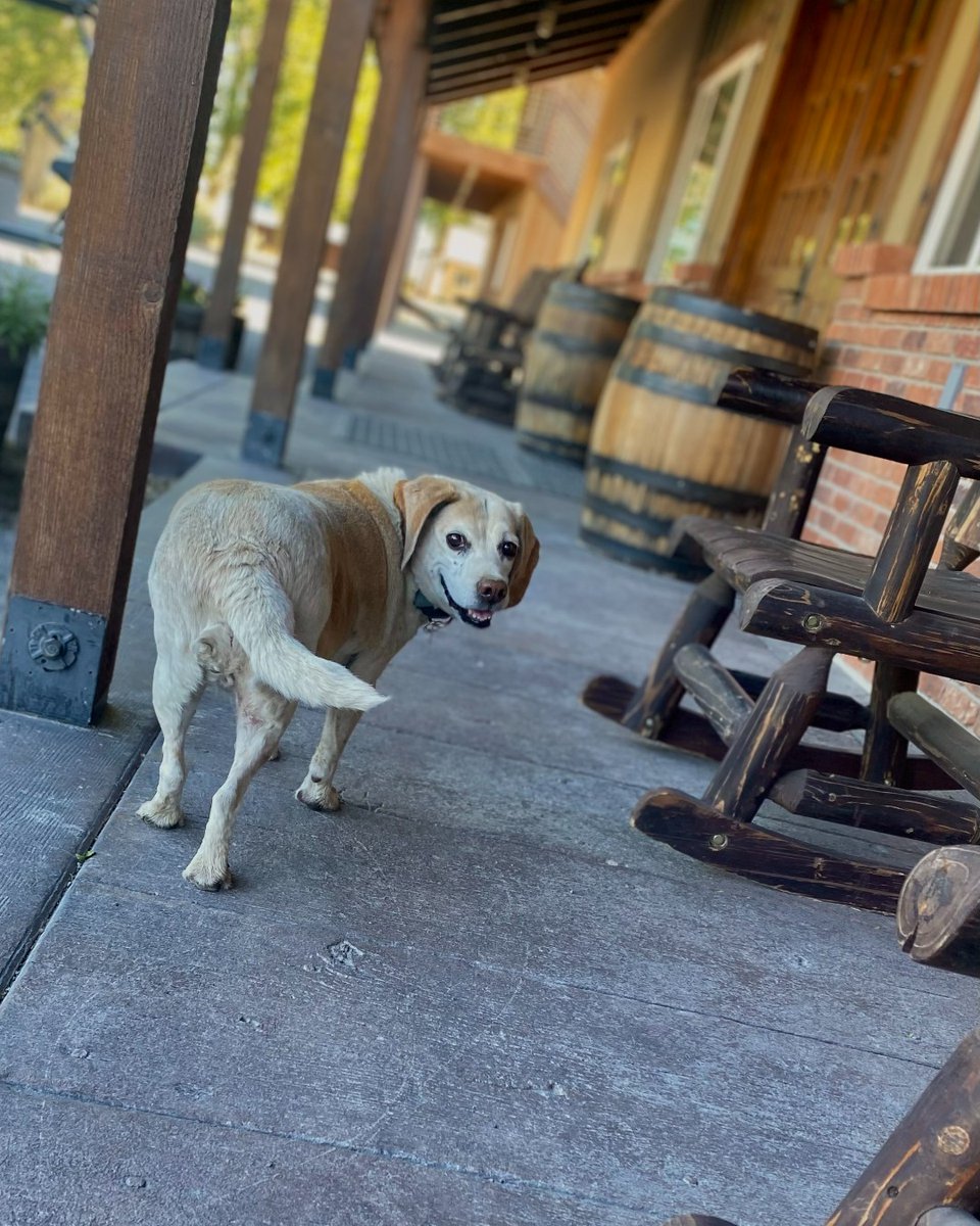 Jack’s ready for another day of hard work at the Farm + Distillery! 🐕 In his day to day, he wears many hats as security barker, tail duster, whiskey inspector + takes his nap hour very seriously. #DistilleryDog 😁🥃 Cheers, Ashley