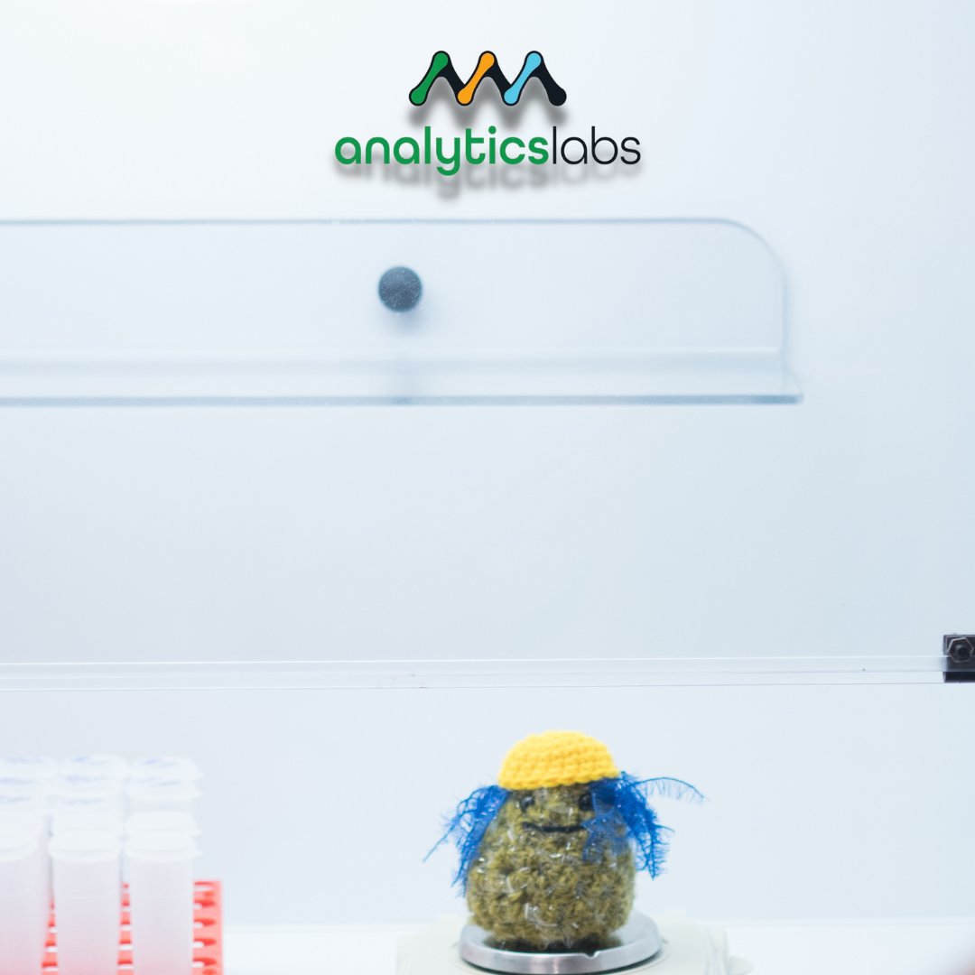 myAnalyticsLabs's tweet image. 😎 I&apos;m ready for my close up! Swipe to see the final result ✨

@nuggbuddies

#AnalyticsLabs #ScheduleYourAppointmentToday #testinglaboratory #testing #flowertesting #terpenes #cannabinoids #heavymetals #safetesting
