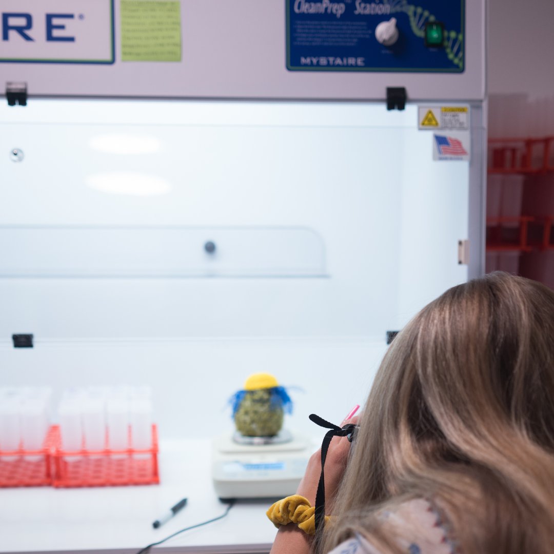 myAnalyticsLabs's tweet image. 😎 I&apos;m ready for my close up! Swipe to see the final result ✨

@nuggbuddies

#AnalyticsLabs #ScheduleYourAppointmentToday #testinglaboratory #testing #flowertesting #terpenes #cannabinoids #heavymetals #safetesting