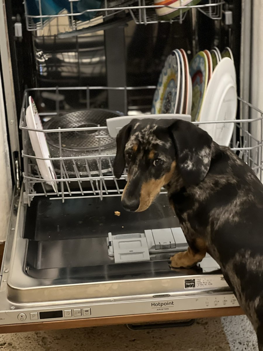 I’ve just been spotted 🫣🐶