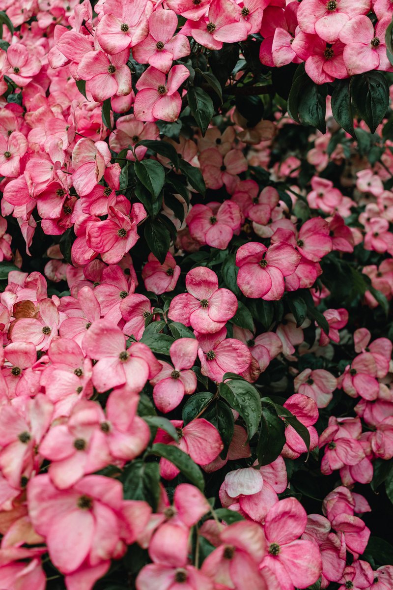 HDWallpapers265's tweet photo. Image By: Aedrian
#DownloadTheApp
https://t.co/CFR2TL0mr8
#flowers #plants #leaves #pink #green #photooftheday #beautiful #amazing #awesome #HDWallpapers #wallpapers #Download https://t.co/XowWVBA4l1