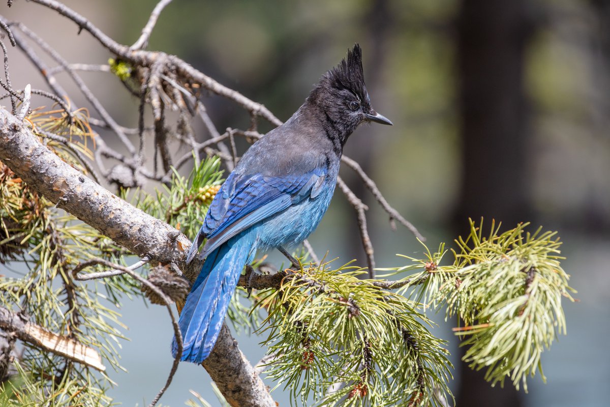 YellowstoneNPS tweet picture