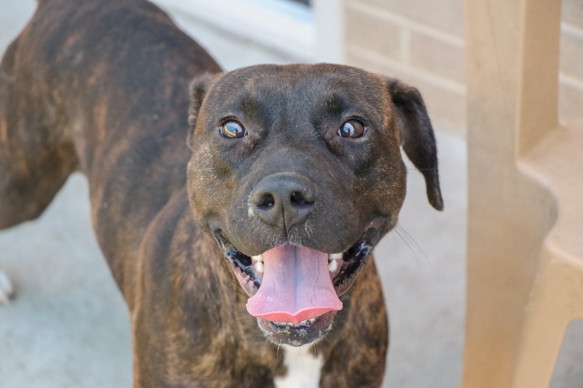 Dallas Animal Services tweet media