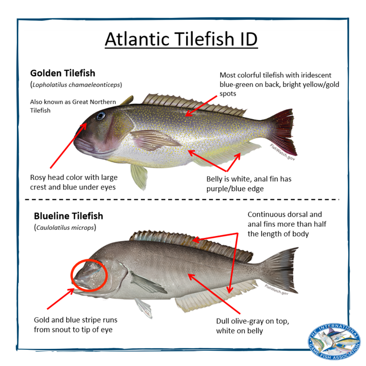 TheIGFA's tweet photo. Have you caught a tilefish in the Western Atlantic and wondered what species it was? Check out this ID guide to help distinguish between golden and blueline tilefish. #fishIGFA https://t.co/o8A1bN8nuB