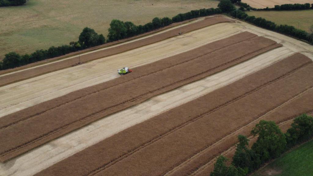 WOSR getting the knife on Tues eving <a href="/John_Dunne_/">John Dunne</a> @dekalb_osr  unbelievable results thanks <a href="/Niallmc2012/">niall mc</a> for the birdseye view