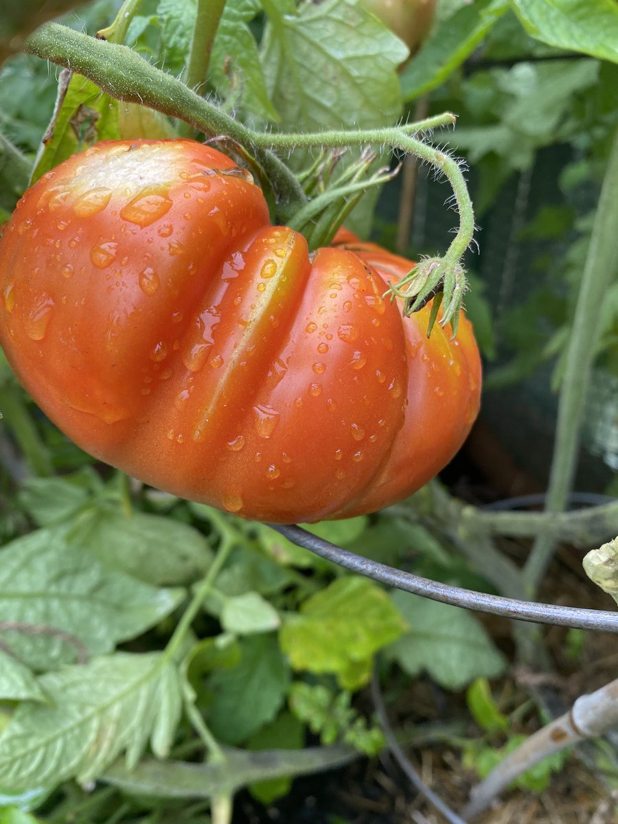Watching tomatoes ripen is an entire mood.