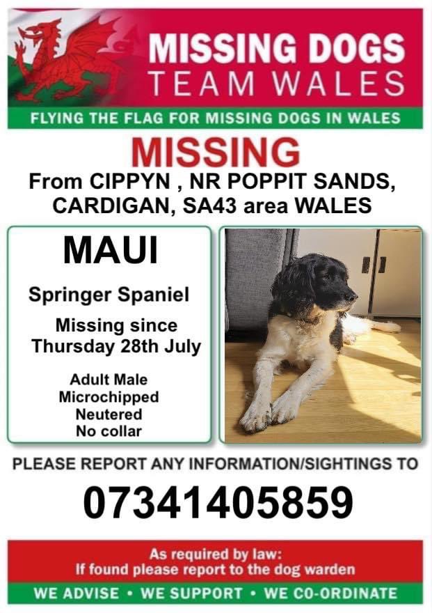 rosieDoc2's tweet photo. ‼️MAUI ‼️Missing from #Cyppin, nr #PoppitSands, #Cardigan, #SA43 area Wales
28th July 2022
Microchipped and Neutered/no collar as slipped it
‼️Pease ring number on poster ASAP with any information or sightings
https://t.co/6IhuVmcm4c
@poppitsandsslsc @cardiganmedia @bs2510 https://t.co/evsn9gDD2k