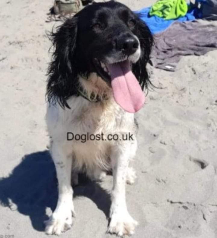 💥 MISSING IN AN UNFAMILIAR AREA💥

‼️ MAUI IS #MISSING from #Cyppin area, by #PoppitSands #StDogmaels #Ceredigion #SA43 #Wales since 28/07/2022 ‼️

🔺 Male adult

🔺 Black and white

🔺 CHIPPED & NEUTERED

🔺 Please DO NOT CHASE, grab or attempt to catch

doglost.co.uk/dog-blog.php?d…