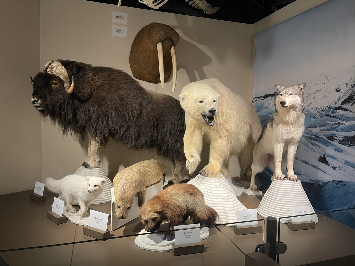 NewsNatalie's tweet photo. There’s so much to see at the @kenoshamuseums— which is the first stop on our @CBS58 #58Hometowns tour today! From natural history to fine art, there’s a lot to learn. @CityOfKenosha https://t.co/gLdSToNeUU