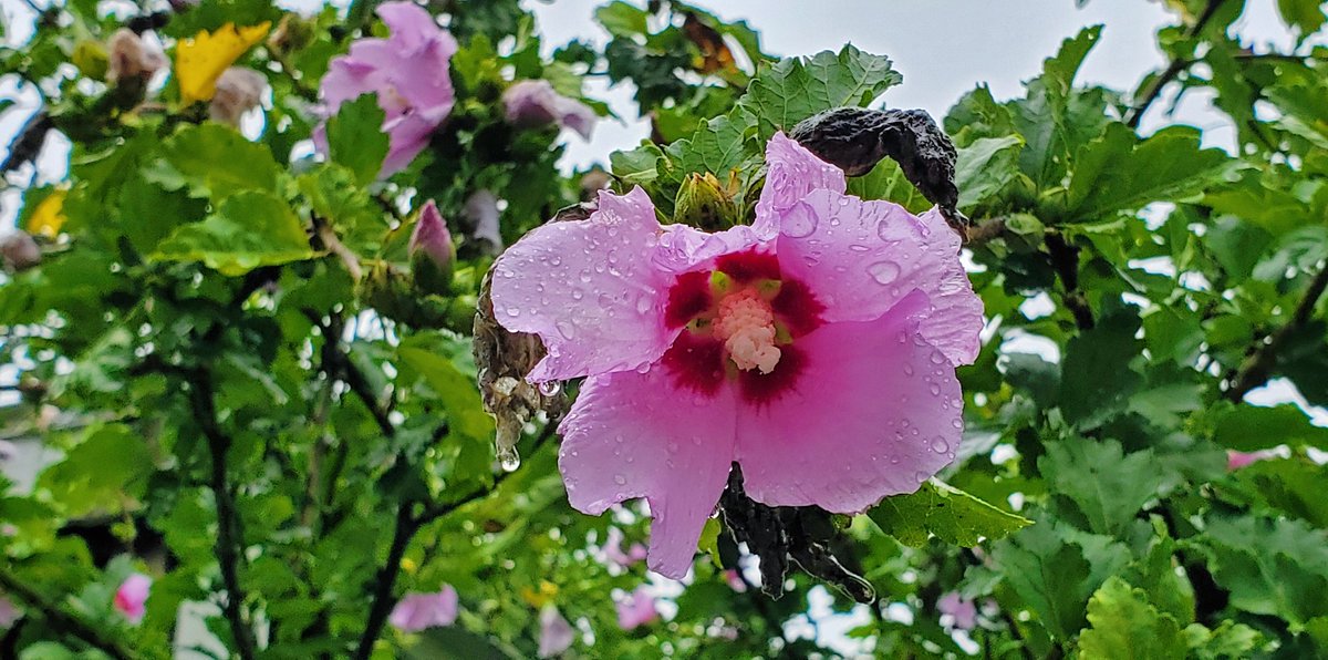 FarmAndCharm's tweet photo. We have quite a few of these pretty flowering trees on our property. I just wish I knew what they were. #tree #floweingtree #whatisthis #flower #farmandcharm https://t.co/OKZYlAAasy
