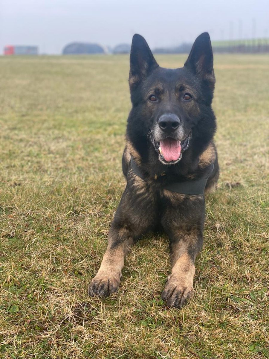 🐾🐾 PD GUS 🐾🐾 A male who was suspected of throwing a brick through a window thought he could escape police officers. Little did he know PD Gus was on his tail, who used his nose to follow his route and located him hiding in a bush. Well done PD Gus. #thenoseknows #policedogs