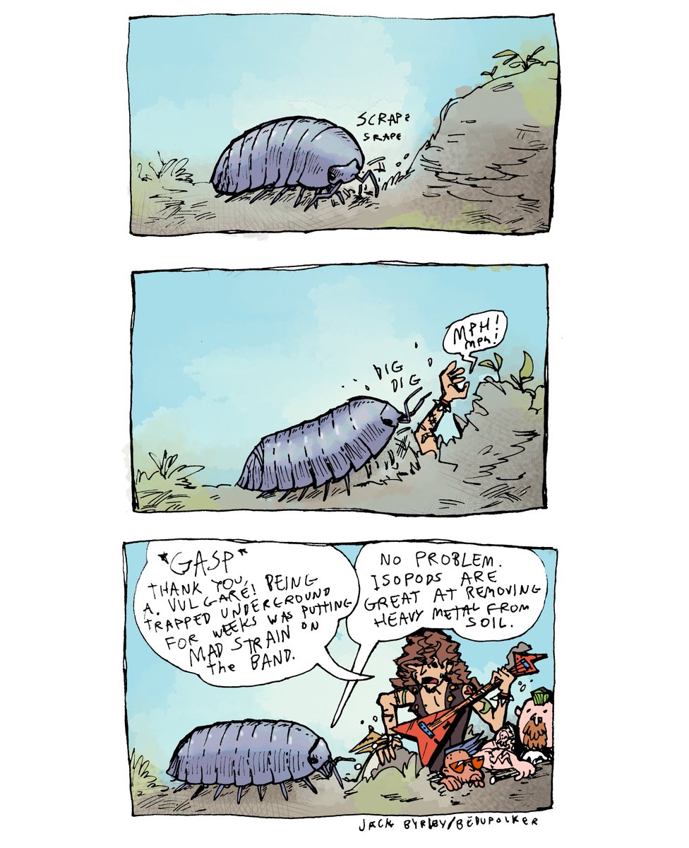 Real Isopod Facts 