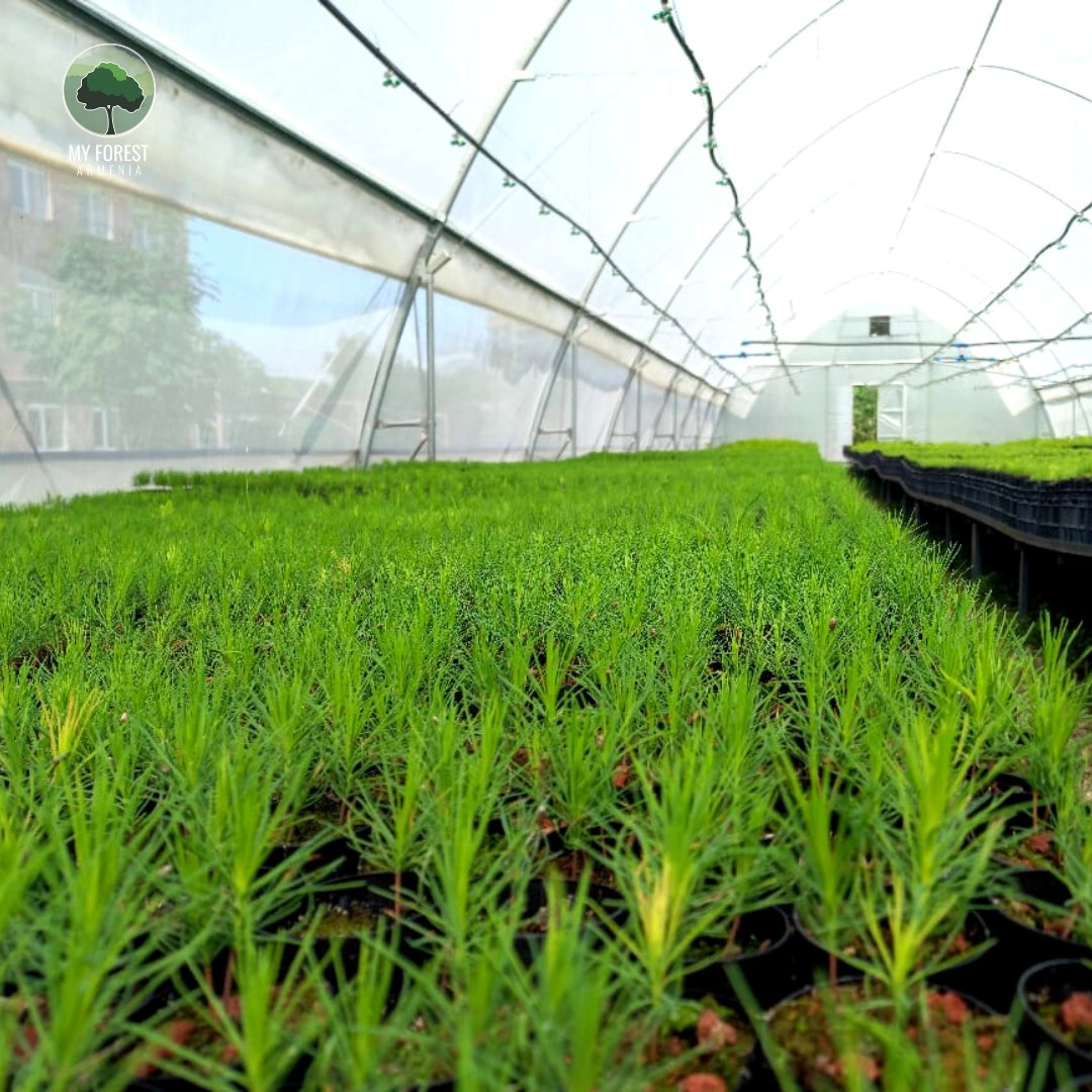 Dr. Gary and Linda #Assariangreenhouse has a dual function: 

✅ growing tree #seedlings in containers 
✅ educational and research purposes for students and professors of the Agrarian State University Vanadzor branch.

#MyForestArmenia #PlantTreesForLife #ANAU #greenhouse