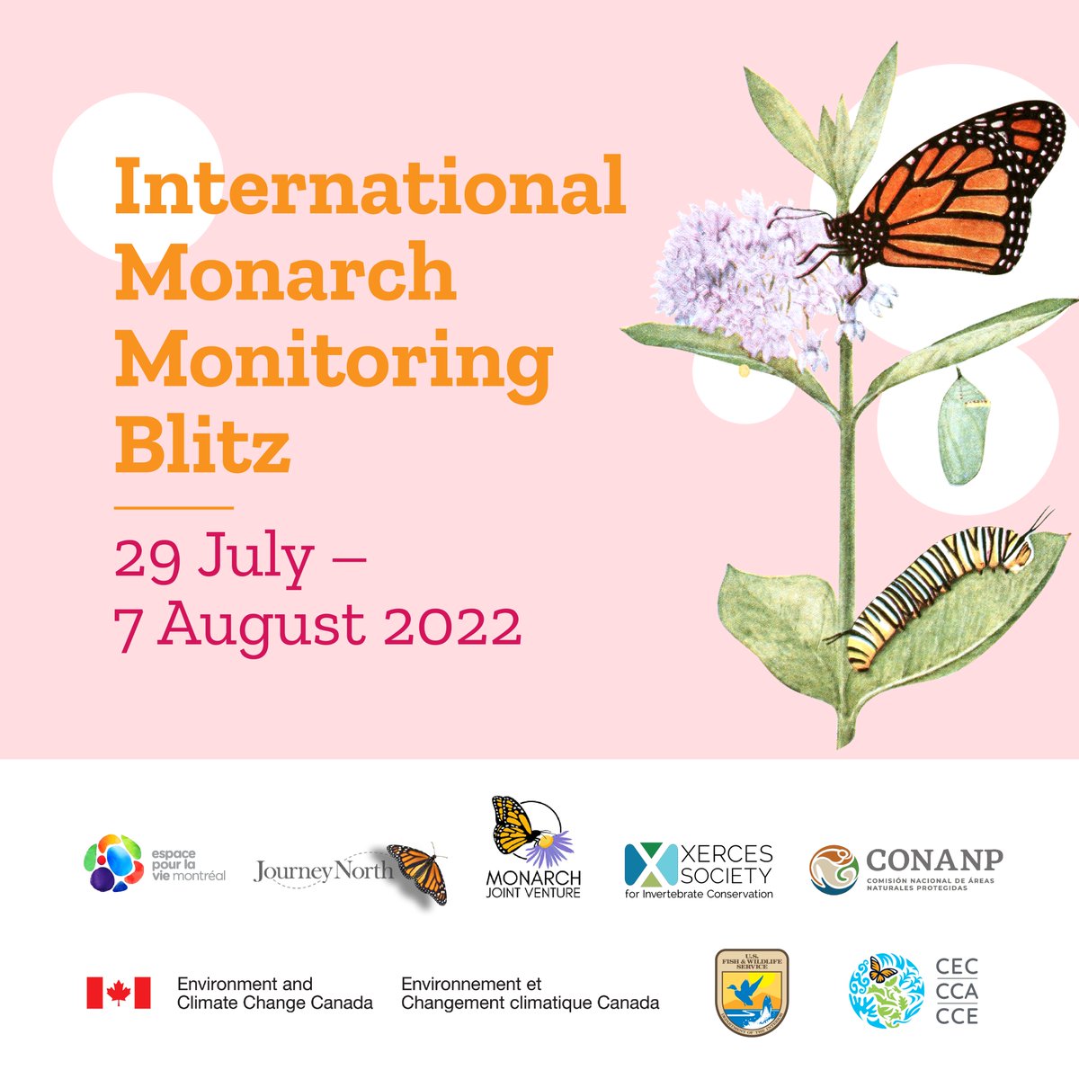 Monarch Larva Monitoring Project tweet media