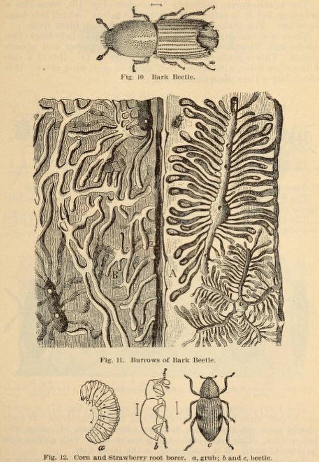 Happy Thursday! It's time for another episode of #VictorianSamplings. This week we are joined by art historian Kate Flint to talk about Bark Beetle Books and the intertwined artistic and natural histories of North America. Tune in to learn more! #Ecologies #CraftingCommunities