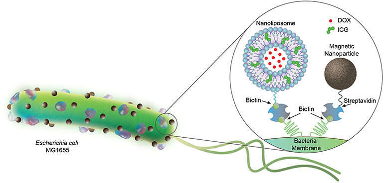 GizmoMD_'s tweet image. Bacterial #Microrobots Deliver Drug Payload to Tumors medgadget.com/2022/07/bacter… #MPIIS #Medicine #Oncology #Surgery