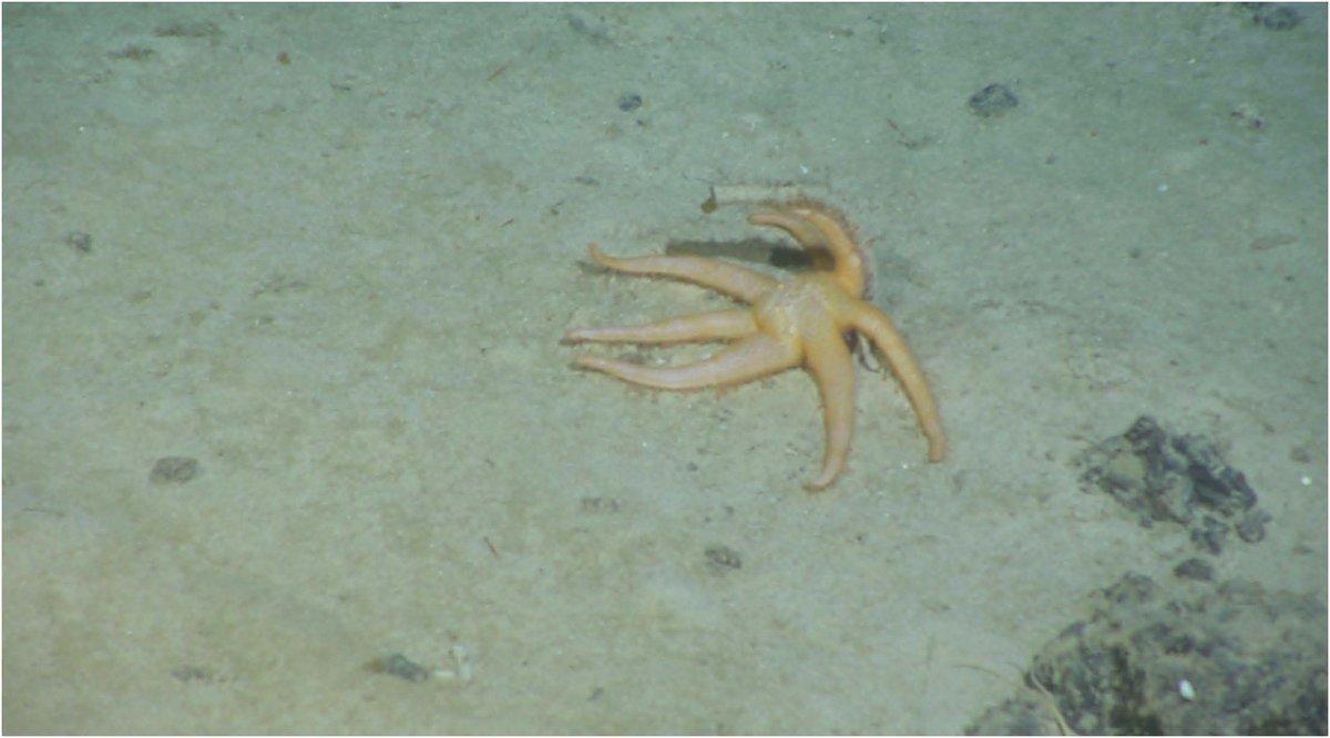 First Record of the Family Myxasteridae (Asteroidea: Velatida) from Western North Pacific with Description of a New Species of Asthenactis
#starfish #DeepSea #ROV #SpeciesDiversity
🔓doi.org/10.12782/specd…
