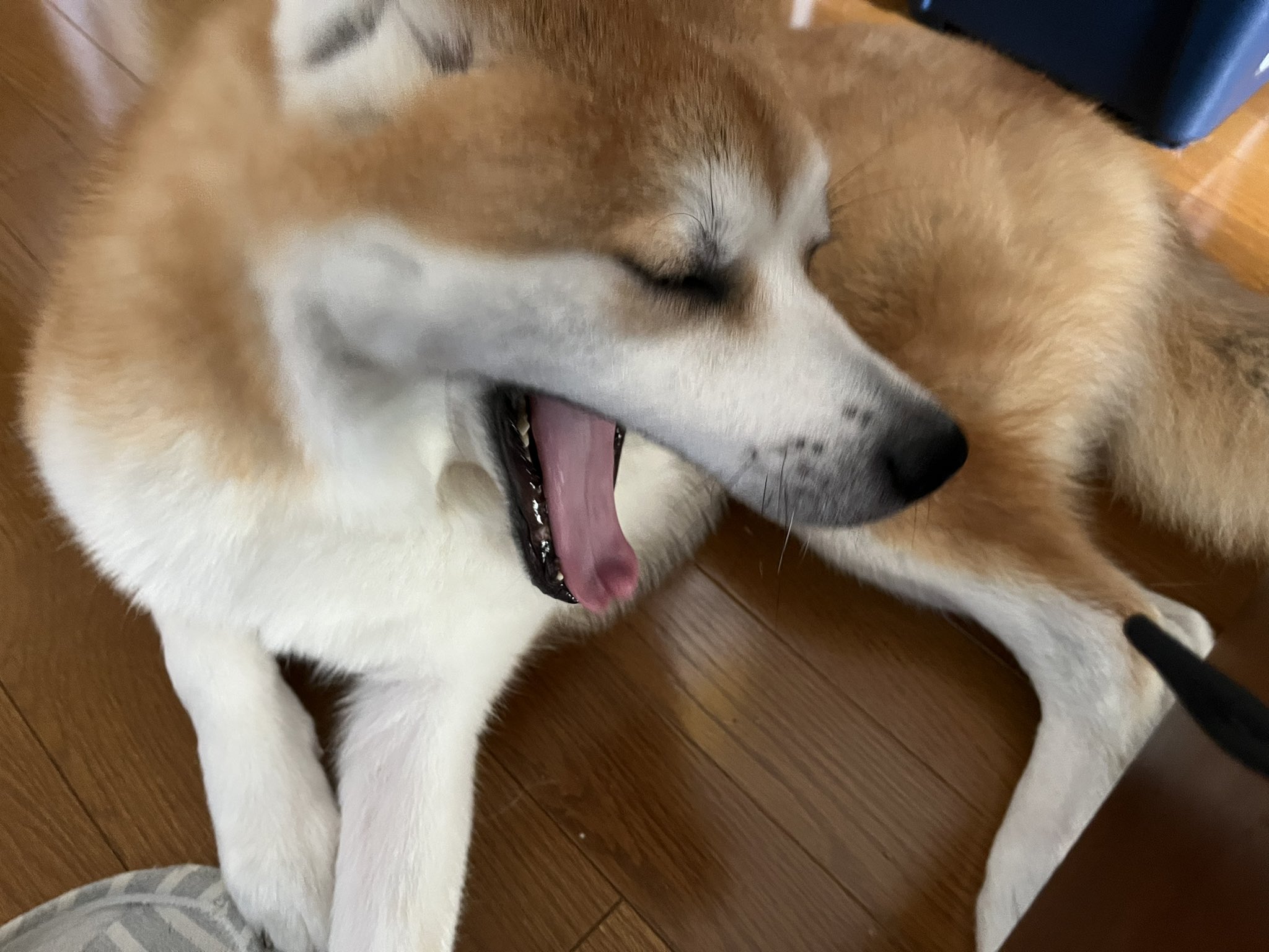 تويتر 秋田犬きなこ １歳 على تويتر ママがベッドに行くとそぉ とついて来て足元で寝る忠犬きな公 脱ぎたてのスリッパあってもイタズラはしません 秋田犬 秋田犬がいる暮らし 忠犬きな公 秋田犬と昼寝 T Co Cqzyhyknrq