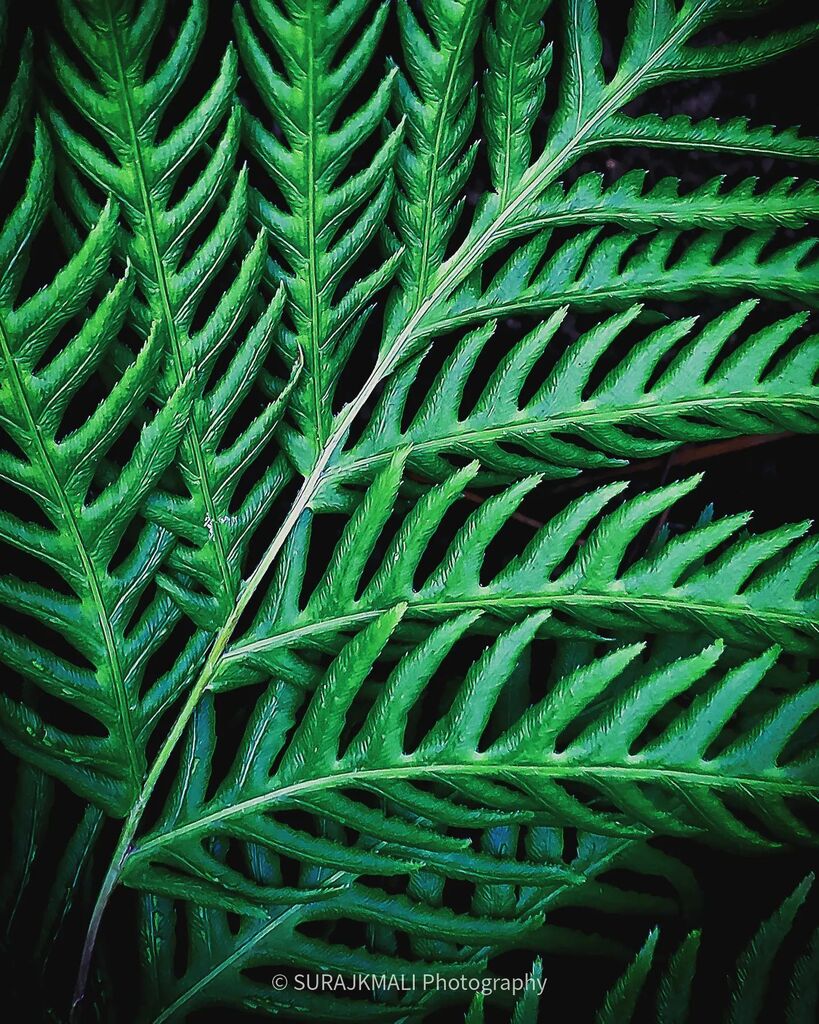 surajkmali's tweet photo. Love the textures in leaves 🍃 

#leave #green #patterns #textures #park #outdoor #park #fun #mobilephotography #outdoorphotography #travelphotography  #nature #naturephotography #plants #passion #loveit #samsungs10e #samsungshots #thecity #fineartpho… https://t.co/79AuZU5tFZ https://t.co/e18stRWpRD