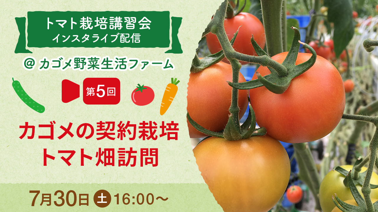 Uzivatel 公式 カゴメ Na Twitteru 7 30 土 16時 野菜の体験施設 野菜生活ファーム より トマト栽培講習会 インスタライブ配信 9月まで全7回配信中 第5回目は カゴメの契約栽培トマト畑訪問 愛情を込めて栽培している畑の様子をレポート