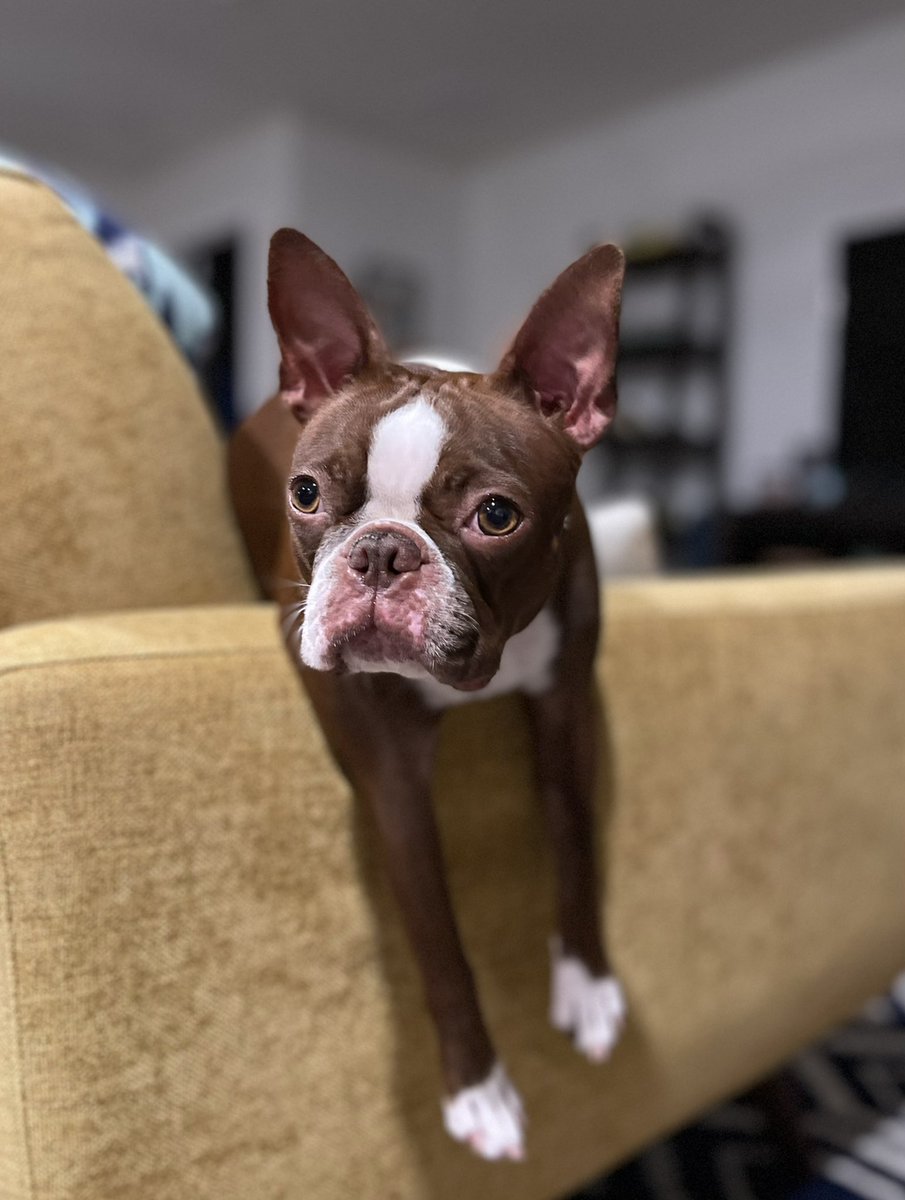 ボストンテリア ID:BT529 ボストンテリア専門ブリーダーBULLDON' | 【ブルドンズ公式