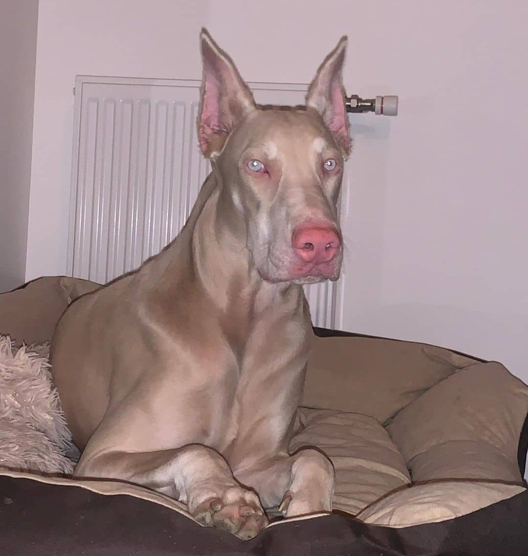 ARTIFAXING (@pedestrian) on Twitter photo 