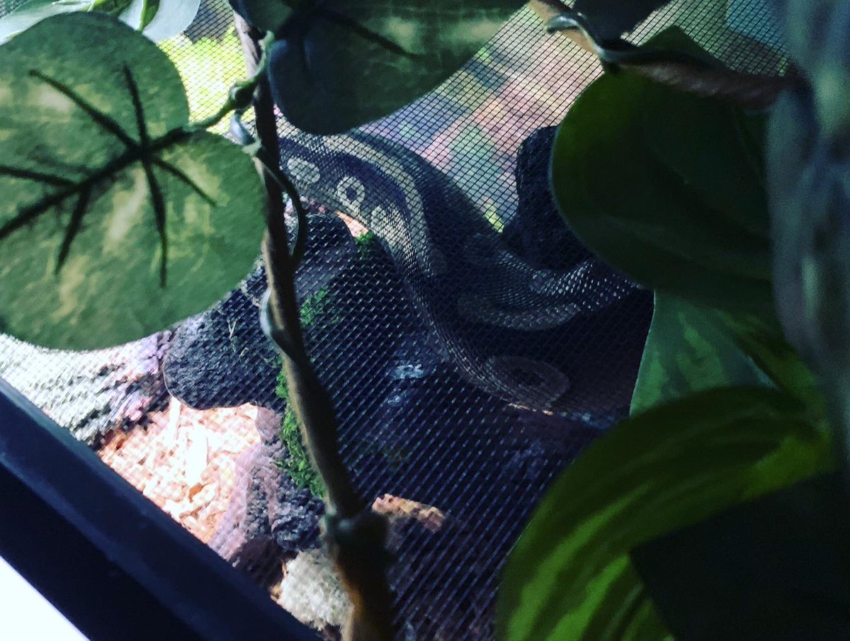 Rainawest1987's tweet image. Came home after a long and exhausting day to find Neytiri all fired up and using her tree. She NEVER climbs her!!! #ballpythonsoftwitter #mojaveballpython #snakeclimb #dangernoodle🐍