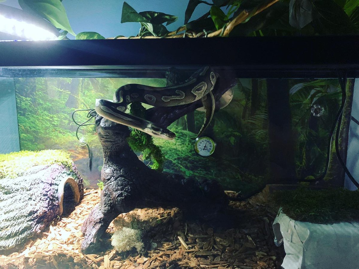 Rainawest1987's tweet image. Came home after a long and exhausting day to find Neytiri all fired up and using her tree. She NEVER climbs her!!! #ballpythonsoftwitter #mojaveballpython #snakeclimb #dangernoodle🐍