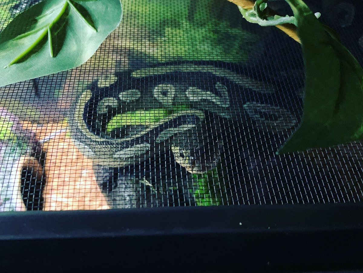 Rainawest1987's tweet image. Came home after a long and exhausting day to find Neytiri all fired up and using her tree. She NEVER climbs her!!! #ballpythonsoftwitter #mojaveballpython #snakeclimb #dangernoodle🐍