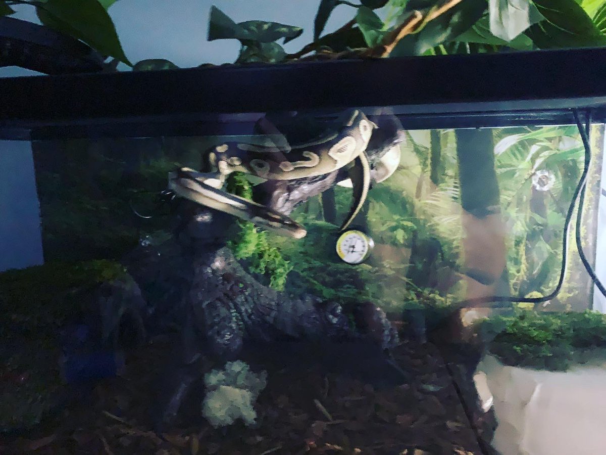 Rainawest1987's tweet image. Came home after a long and exhausting day to find Neytiri all fired up and using her tree. She NEVER climbs her!!! #ballpythonsoftwitter #mojaveballpython #snakeclimb #dangernoodle🐍