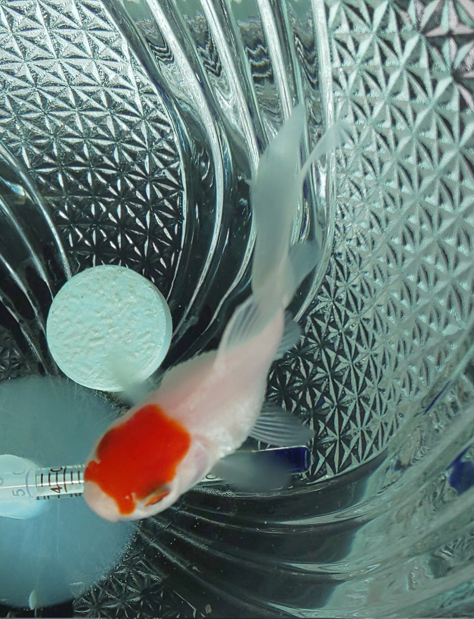 白点病 Twitter Search Twitter