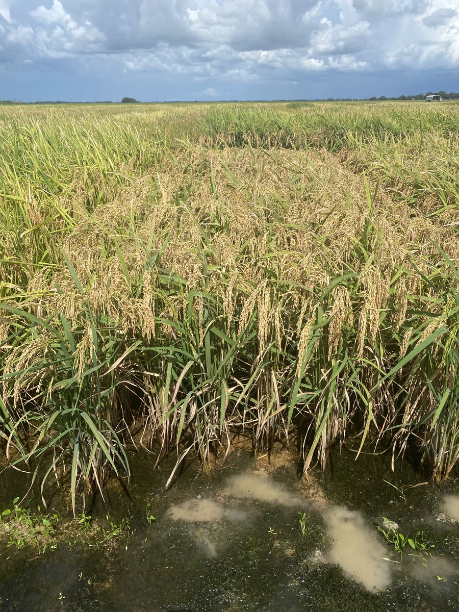 HorizonAgRice's tweet photo. #CLL19 candidate line for 2024 launch. High yielding semi dwarf with excellent milling and overall grain quality. @LSUAgCenter @BASFAgro @slinscombe @HorizonGM https://t.co/dsNWIpVtOk