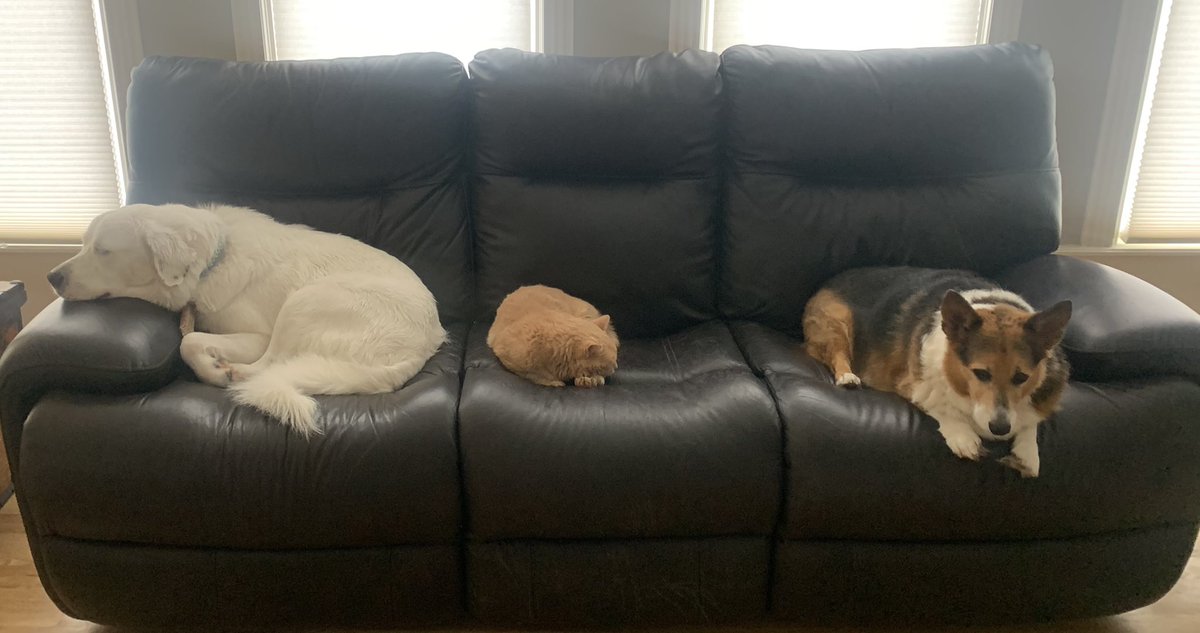 Brycils's tweet photo. 🐶🐱🐶 https://t.co/Ag8hYyfUrO