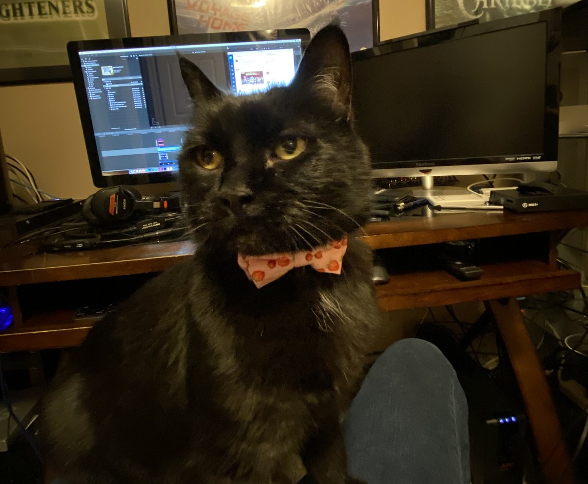 JoeRedifer's tweet photo. I haven't made a non-reply tweet on this account in over a year. So here's a picture of my cat in a bow tie. Your day has now been enhanced by 1.3%. https://t.co/3geWtbSEoV