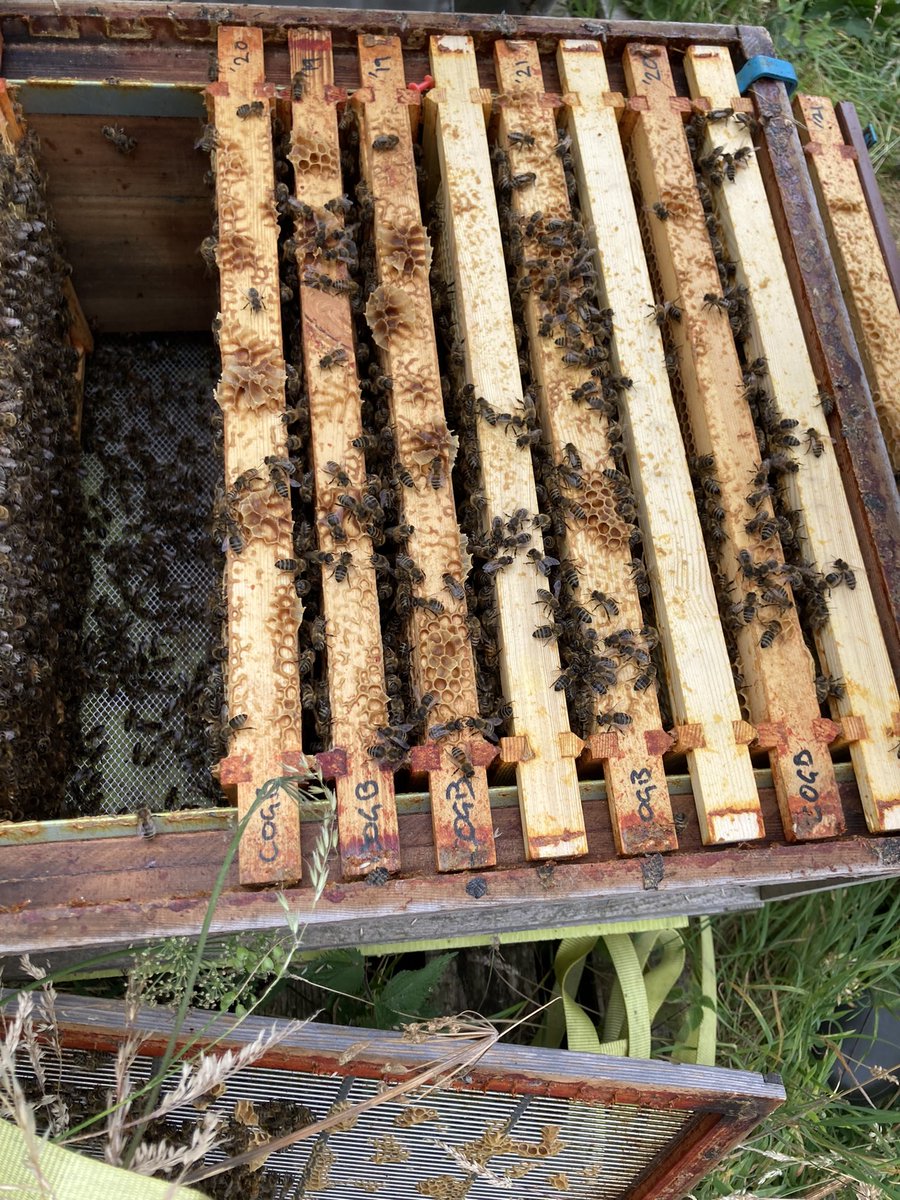 Grant Reid (@agronomistgrant) on Twitter photo A first for me today - a visit & inspection from the <a href="/scotgov/">Scottish Government</a> #BeeInspectors.
An outbreak of #EFB a few weeks ago, they wanted to check all the #BeeBase registered apriaries within the vicinity of the outbreak.
Glad to say all healthy & no issues.
A really interesting visit 👍 A first for me today - a visit & inspection from the <a href="/scotgov/">Scottish Government</a> #BeeInspectors.
An outbreak of #EFB a few weeks ago, they wanted to check all the #BeeBase registered apriaries within the vicinity of the outbreak.
Glad to say all healthy & no issues.
A really interesting visit 👍