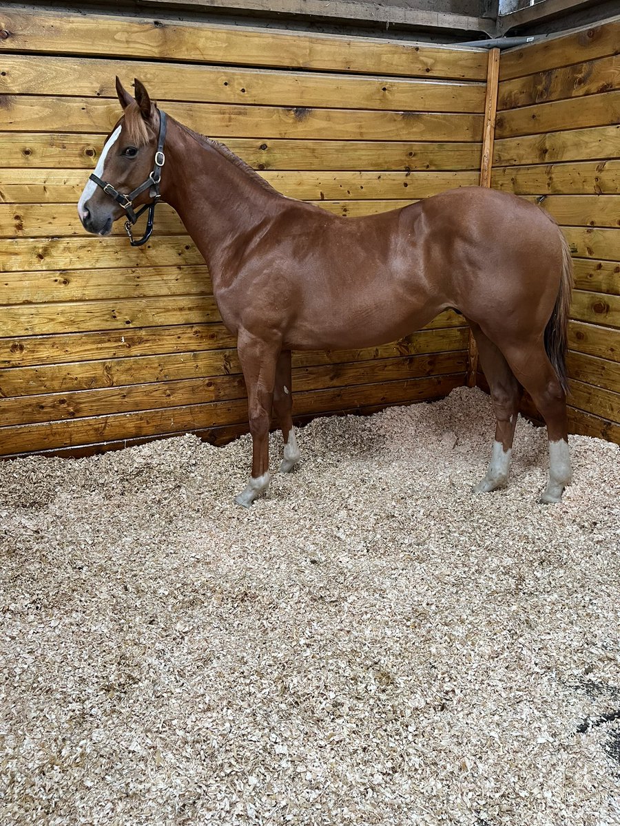 oliver costello (@racingoli) on Twitter photo 16 days from the first picture to the second picture. He is by the very exciting Ulysses <a href="/CPStudOfficial/">Cheveley Park Stud</a>. He is a half brother to Gr 3 winner. He is selling <a href="/Tattersalls1766/">Tattersalls</a> Somerville sale. What is there not to love? Fed on <a href="/BaileysFeeds/">Baileys Horse Feeds</a> as always 😉 16 days from the first picture to the second picture. He is by the very exciting Ulysses <a href="/CPStudOfficial/">Cheveley Park Stud</a>. He is a half brother to Gr 3 winner. He is selling <a href="/Tattersalls1766/">Tattersalls</a> Somerville sale. What is there not to love? Fed on <a href="/BaileysFeeds/">Baileys Horse Feeds</a> as always 😉