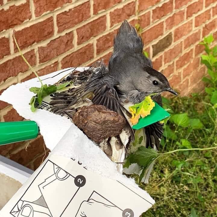 Fannnn on Twitter "This is why you should NEVER use glue traps! Mice, birds, and other animals