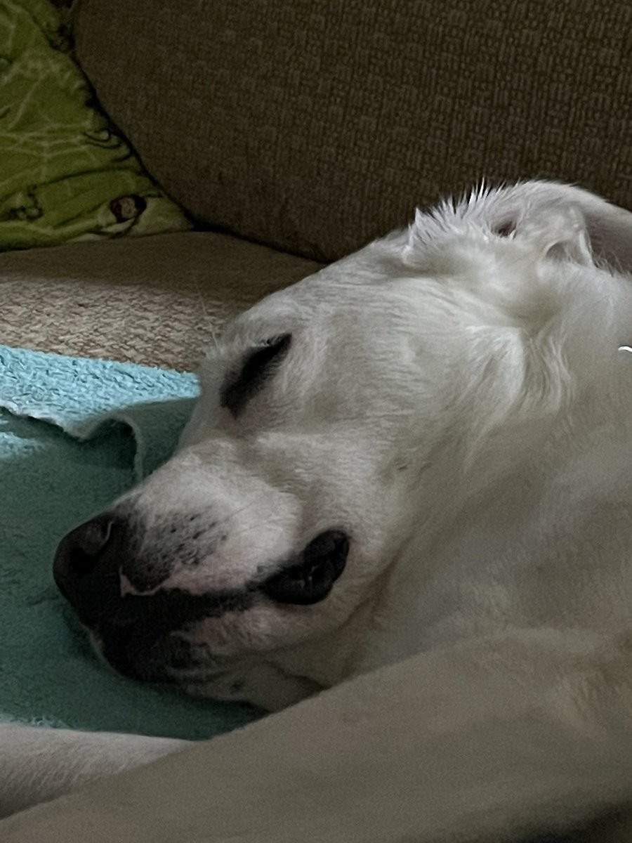 I’m enjoying a well earned day off!

#OfficerWellness
#mindfulness
#resiliency
#optimism
#rescuedog #dogs
#servicedog
#dogsoftwitter