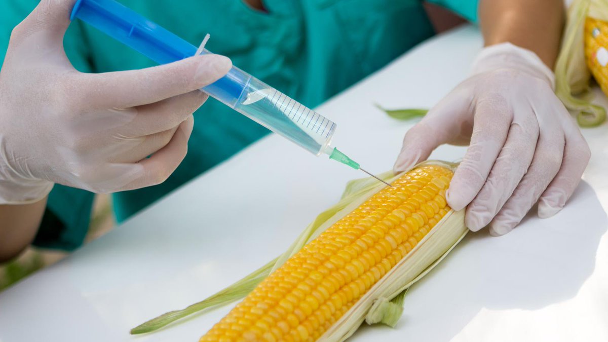 #Agrobacterium is normally used to introduce #new genetic material into various #plants. #Researchers <a href="/UF/">FLORIDA</a> have now #improved the use of Agrobacterium-mediated #gene transfer for #geneticengineering.

Read more on the process here!👉ow.ly/fB9J103RehF