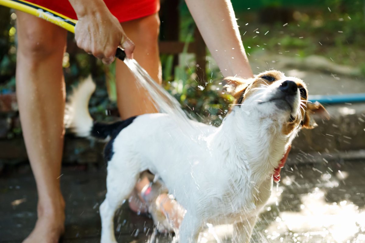 MoDNR's tweet photo. Pets can be affected by licking their fur after coming in contact with #harmfulalgalblooms. If your pet comes in contact with cyanobacteria (blue-green algae), wash them off with fresh water immediately. Learn more about HABs at https://t.co/i6QEx15l1x #WheninDoubtStayOut https://t.co/tT6EHjkExv