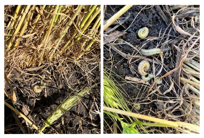 AgriPartnersInc's tweet photo. Scout your spring wheat fields as we are starting to find Army Worms at levels to start spraying!!! https://t.co/ZB2umcmwPb
