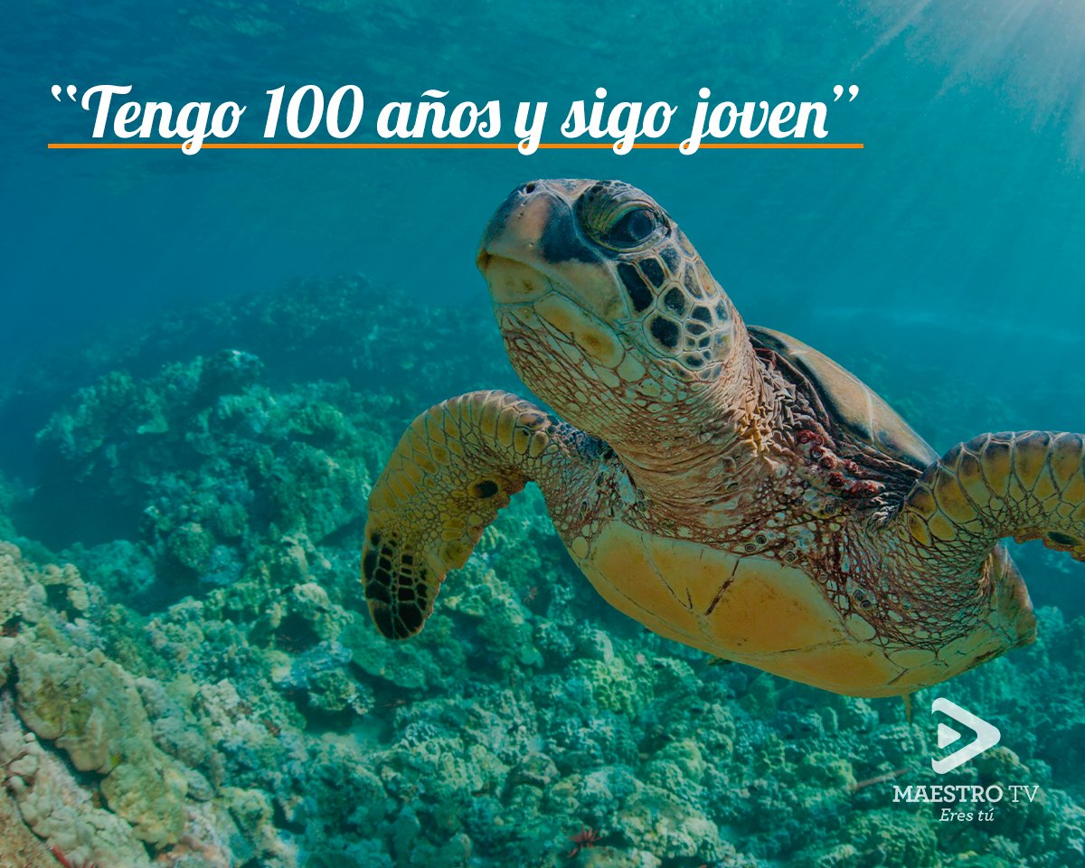 🟢Esta especie de tortuga habita en México y lo mas sorprendente es que llegan a vivir entre ¡150 y 200 años!🐢😱
Lamentablemente es otro de los animales en peligro de extinción, por lo que es muy importante que cuidemos de ellas.💚
#MaestroTV