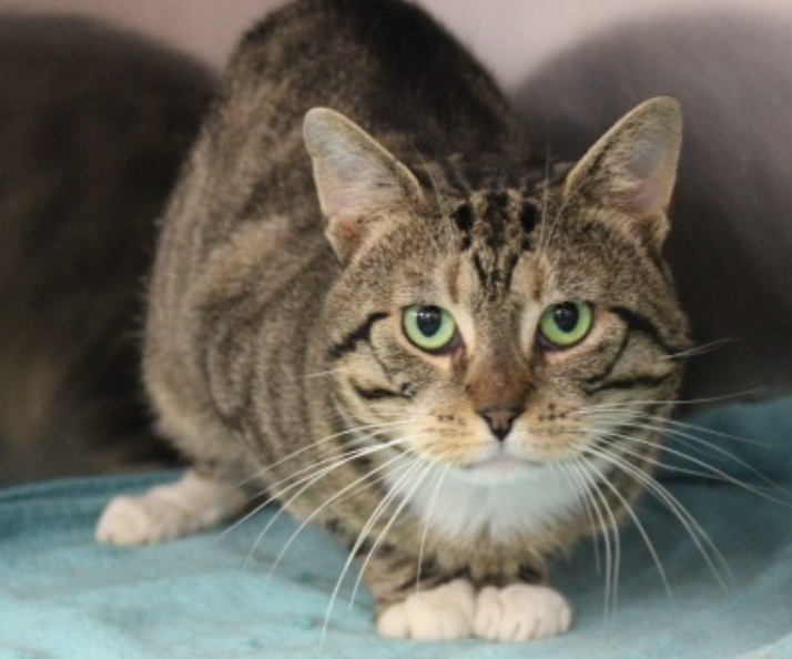 Meet Woody! This handsome brown/black tabby boy with the white mitts & bib! Woody is a quiet boy who is chillin out waiting for that special someone to come & take him home. He is 5 yo & hoping you might be the one for him. Ask to meet him today! #adoptme